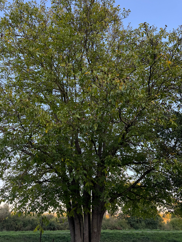 Persian walnut