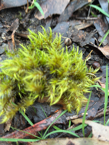 Dicranoloma billarderii observed 2026-09-26