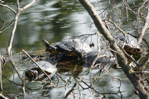 Pond Slider