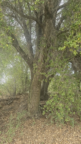 coast live oak