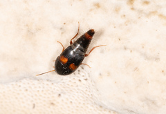 Sepedophilus bipustulatus