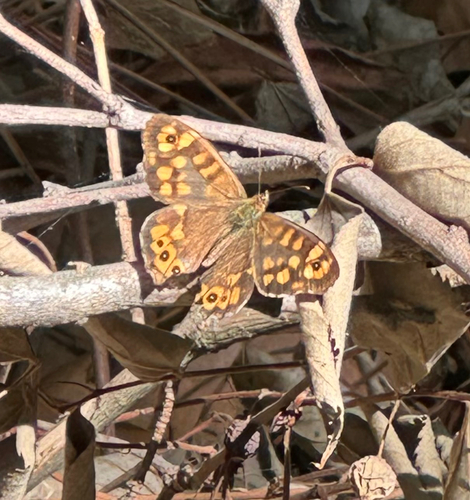 Speckled Wood