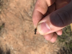 Parvindela celeripes