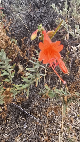 California fuchsia
