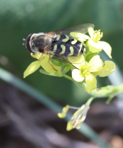 Scaeva dignota