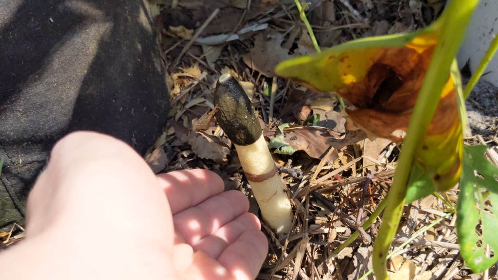 Ravenel's stinkhorn · September 2026 · photo: Photo: no rights reserved · iNaturalist