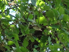 Phylloscopus bonelli