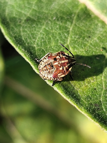 Black-shouldered Shieldbug