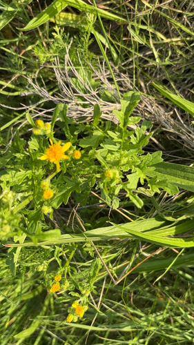 ragwort