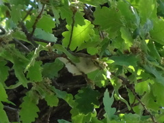 Phylloscopus bonelli