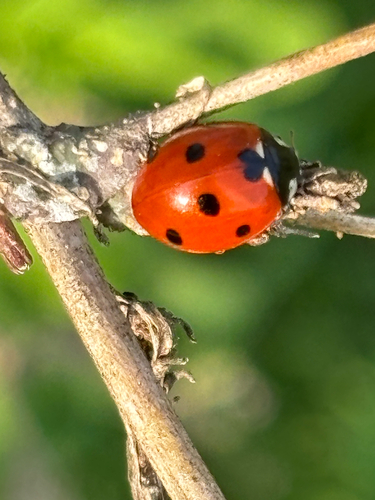 Seven-spotted Lady Beetle