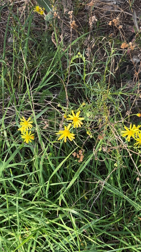 Narrow-leaved Ragwort