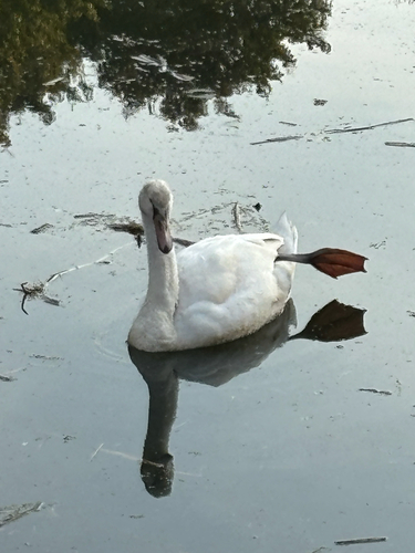 Mute Swan