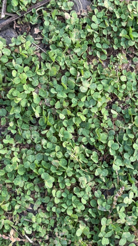 white clover