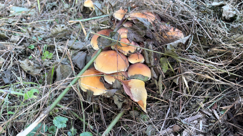 Sulphur Tuft