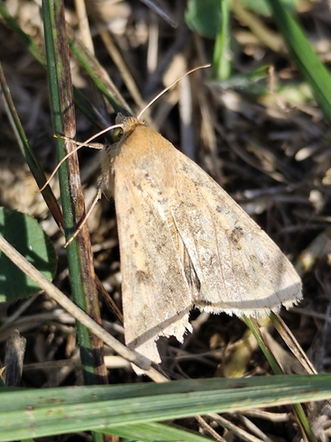 Cotton Bollworm Moth