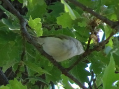 Phylloscopus bonelli