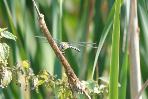 Migrant Hawker