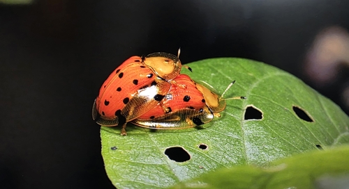 Sweetpotato Leaf Beetle