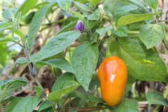 Capsicum pubescens
