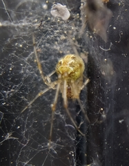 Theridion varians