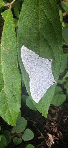 Grey Swallowtail Moth