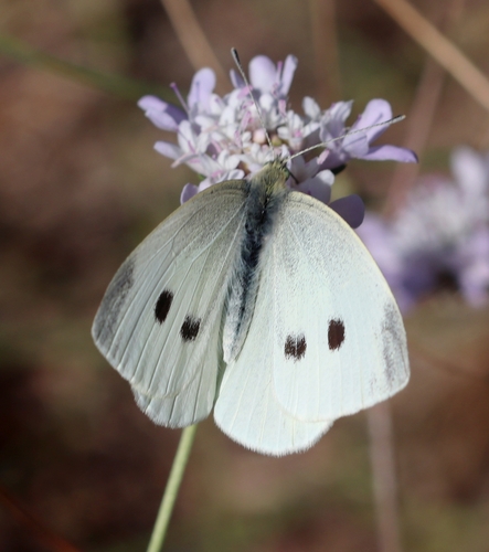 Small White