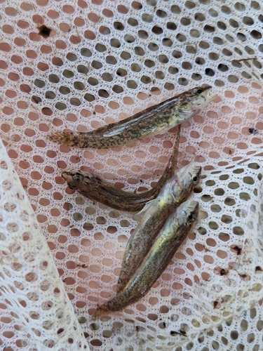 Redspot Darter