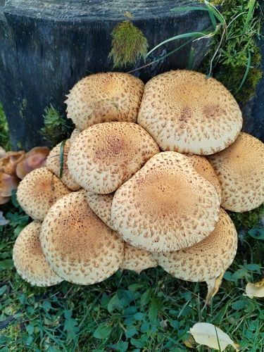 shaggy scalycap