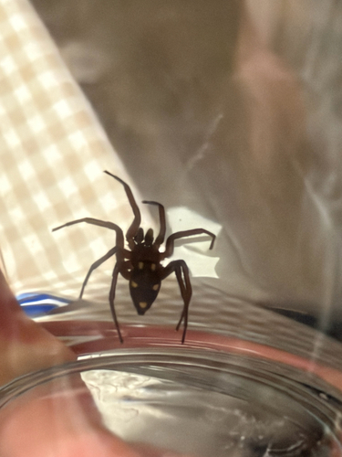 Five-spotted star-web spider