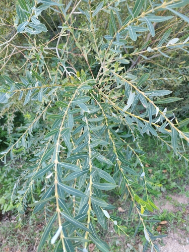 Purple Willow