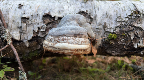 Hoof Fungus