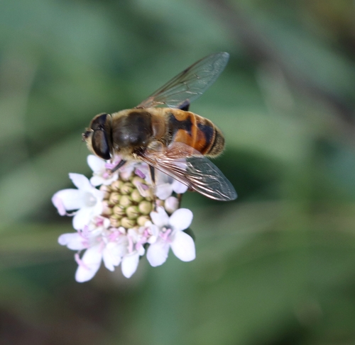 Common Drone Fly