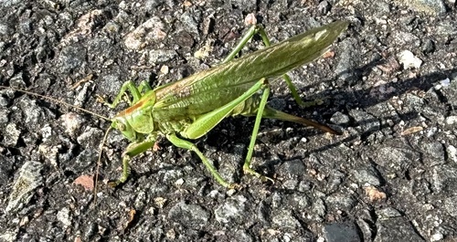 Great Green Bush-cricket