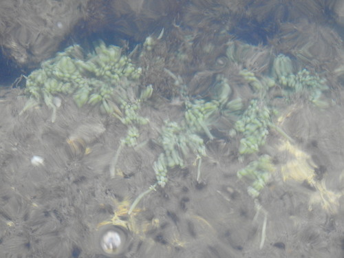Caulerpa racemosa observed 2026-09-26