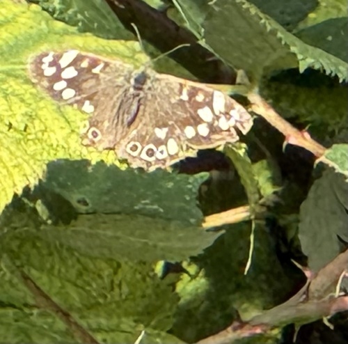 Speckled Wood