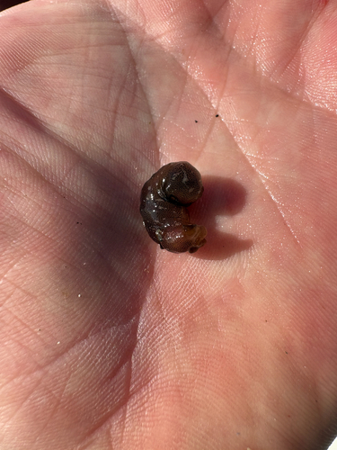Aplysia punctata, 2026-09-27
