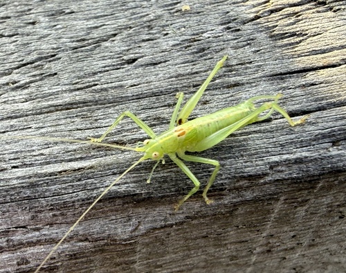 Southern Oak Bush-cricket