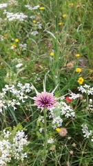 Tragopogon porrifolius porrifolius
