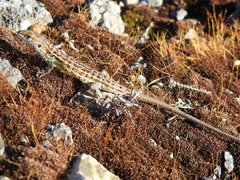 Psammodromus occidentalis