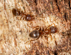 Lasius brunneus