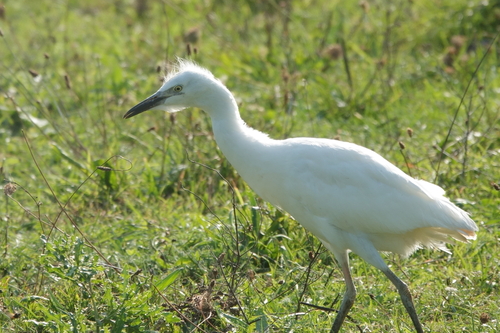 Western Cattle-Egret