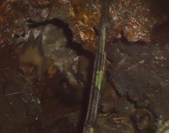 Phyllostomidae