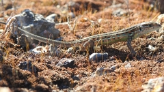 Psammodromus occidentalis