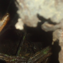 Phyllostomidae