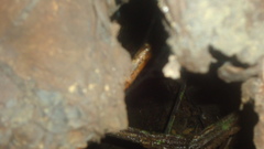 Phyllostomidae