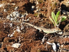 Psammodromus occidentalis