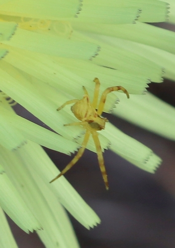 Heather crab spider