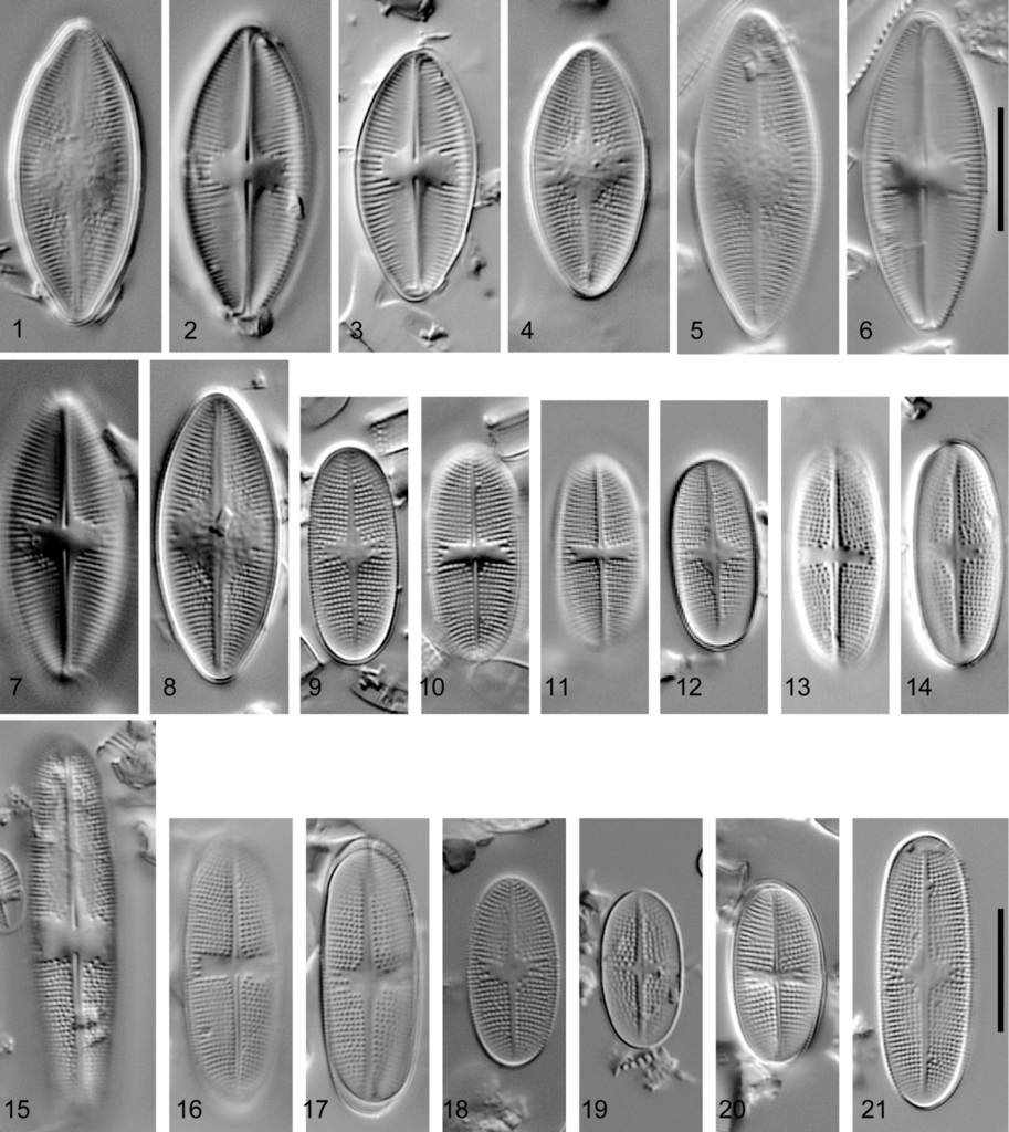 Psammothidium