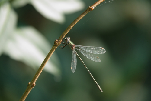 Western Willow Spreadwing